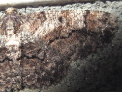 Satoblephara parvularia