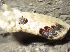 Phalera flavescens