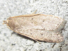 Dichomeris minutia