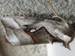 Macdunnoughia purissima