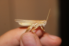 Melanoplus packardii
