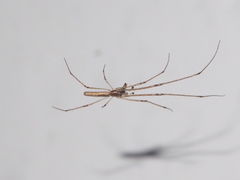 Tetragnatha praedonia