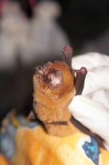 Mormoops megalophylla