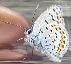 Plebejus fridayi