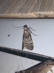 Pococera maritimalis