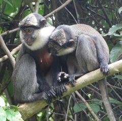 Cercopithecus erythrogaster erythrogaster