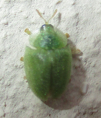 Cassida litigiosa