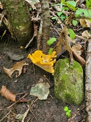 Cantharellus phasmatis
