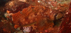 Nautichthys oculofasciatus