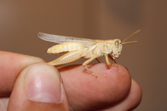 Melanoplus packardii