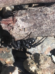 Nyssus albopunctatus