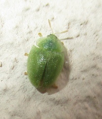 Cassida litigiosa