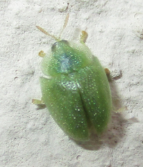 Cassida litigiosa