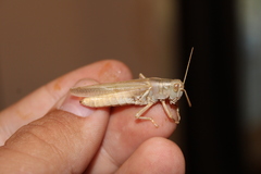 Melanoplus packardii