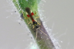 Tupiocoris californicus