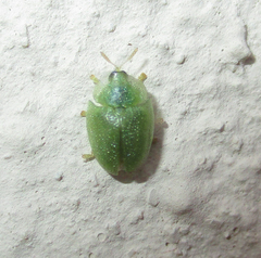 Cassida litigiosa