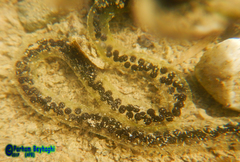 Bufotes viridis sitibundus