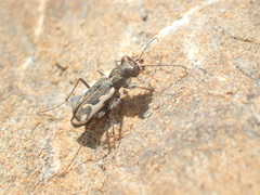 Neocicindela tuberculata