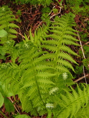 Oreopteris quelpartensis