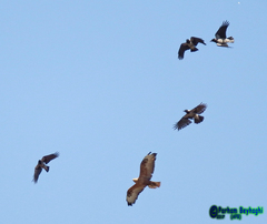 Buteo rufinus