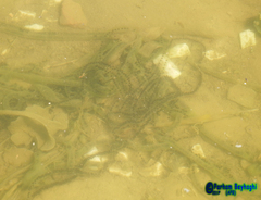 Bufotes viridis sitibundus