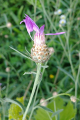 Centaurea × moncktonii