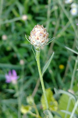 Centaurea × moncktonii