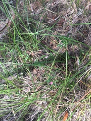 Cyanothamnus polygalifolius