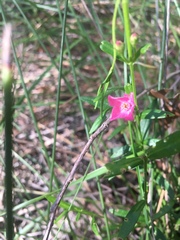 Cyanothamnus polygalifolius