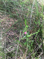 Cyanothamnus polygalifolius