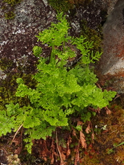 Cryptogramma sitchensis
