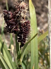 Carex scopulorum
