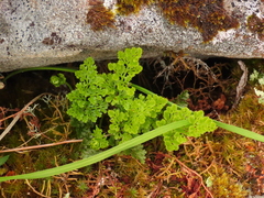 Cryptogramma sitchensis