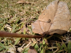 Brakefieldia simonsii