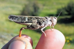 Cratypedes neglectus