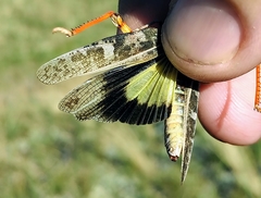 Cratypedes neglectus