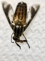 Chrysopsinae