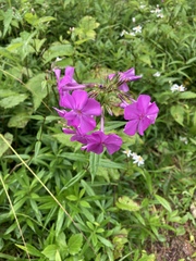 Phlox ovata