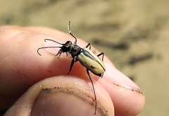 Cicindela limbata nympha