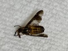 Chrysopsinae