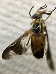 Chrysopsinae