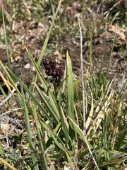 Carex scopulorum