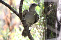 Colluricincla harmonica strigata