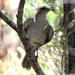 Tasmanian Grey Shrikethrush - Photo (c) Jonathan M, some rights reserved (CC BY-NC), uploaded by Jonathan M
