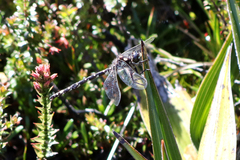 Synthemiopsis gomphomacromioides