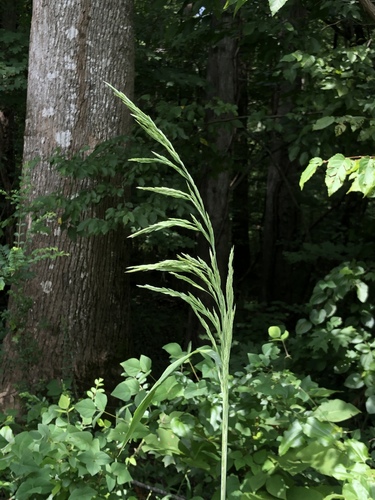 Cinna arundinacea L.