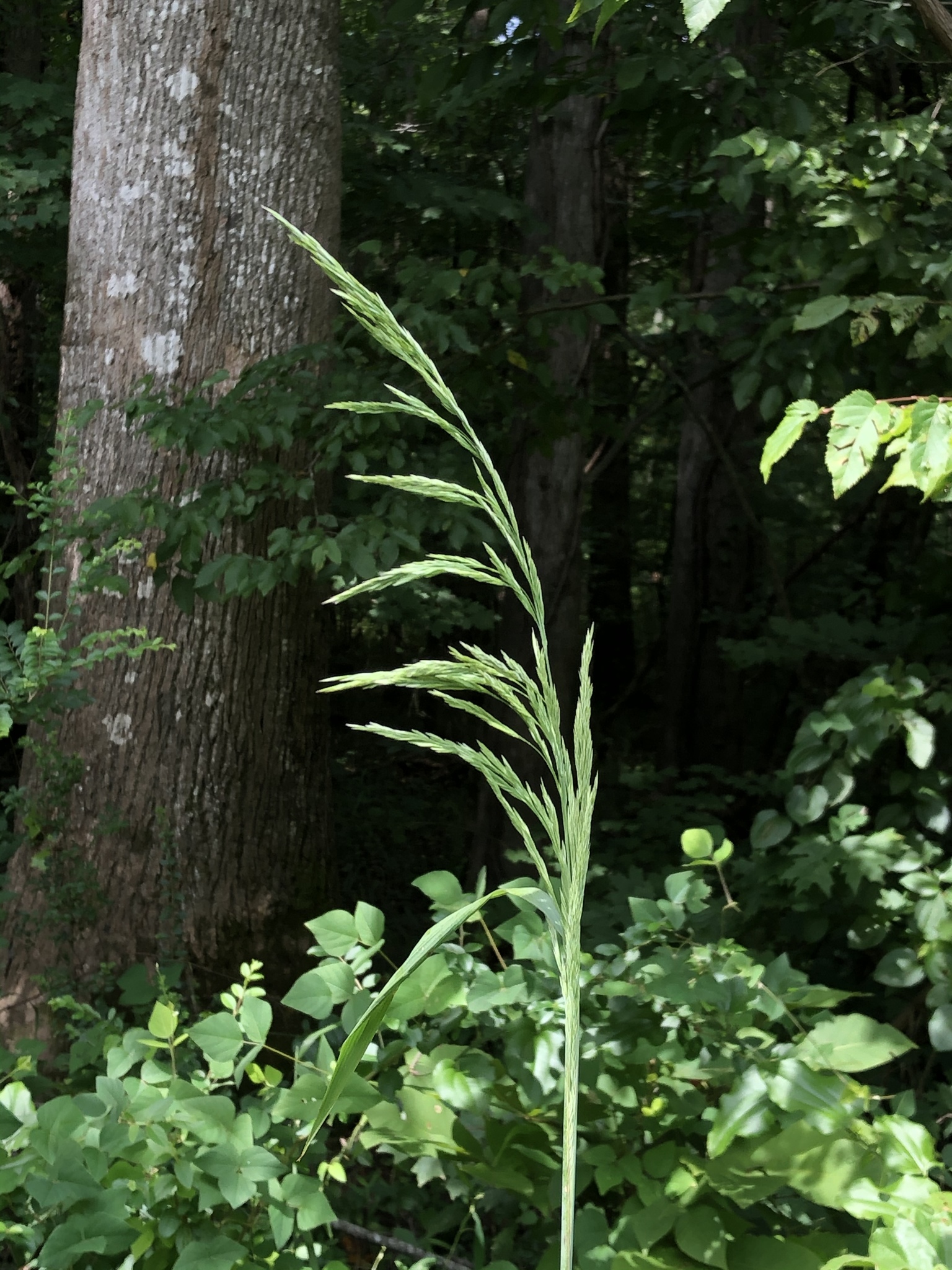 Cinna arundinacea