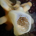 Glass Sponges - Photo (c) Sara Thiebaud, some rights reserved (CC BY-NC), uploaded by Sara Thiebaud