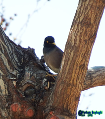 Acridotheres tristis