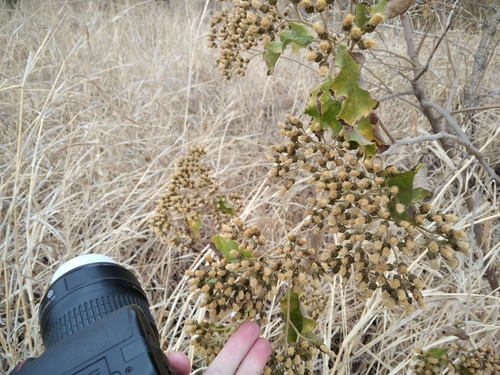 Lowveld Bitter-Tea (Vernonia colorata)